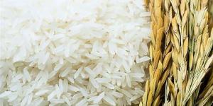 اختبار أصناف من الأرز والقمح لمواجهة ندرة المياه