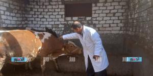 تحصين 213 ألف رأس ماشية بكفر الشيخ خلال 3 أسابيع