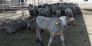 حملات تفتيشية موسعة لمنع ذبح البتلو وحماية الثروة الحيوانية بالمحافظات