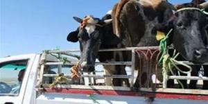 ضبط تشكيل عصابي لسرقة الماشية في عملية أمنية بالوادي الجديد