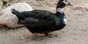 أسعار البط والكتاكيت في أسواق محافظة الغربية اليوم السبت 18 أبريل 2026