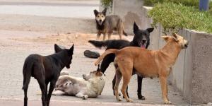 خبراء يوضحون أسباب خفية وراء عدوانية الكلاب