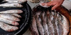 أسعار الفسيخ والرنجة والأسماك المملحة في أسواق الغربية اليوم السبت