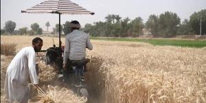 11 موقع تخزين لاستقبال 94374 فدان منزرعة بالقمح فى قنا هذا العام