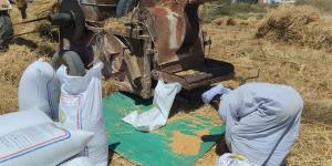 مزارعو أسوان: الذهب الأصفر إنتاجه مرضى للغاية هذا العام