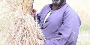 موسم حصاد القمح يتجدد من مزارع جامعة سوهاج