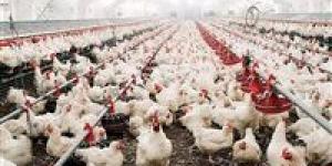 انفراجة في سوق الدواجن.. تراجع الأسعار بنسبة 30% ينعش جيوب المصريين