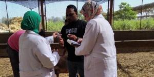 بيطري الشرقية يُحسّن سلالات الماشية