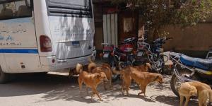 الطب البيطري بالفيوم تواصل تحصين الكلاب الضالة ضد مرض السعار