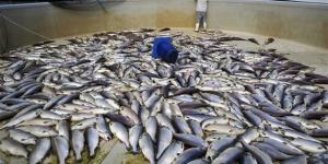 جهاز حماية البحيرات: مصر ضمن أفضل 10 دول عالميًا في الاستزراع السمكي