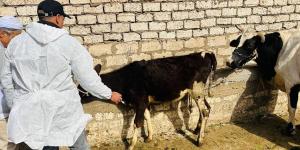 تحصين 176 ألف رأس في الحملة القومية ضد "الجلد العقدي" في الأبقار بالدقهلية