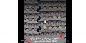 الكتكوت خرج من الحر.. سائق يوثق لقطة طريفة على الطريق (فيديو)