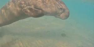 "عروس البحر" يظهر بسفاجا.. محميات البحر الأحمر تتابع صغير "الدوجونج" الذى فقد أمه