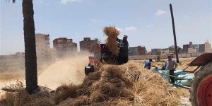 انطلاق ماراثون حصاد "الذهب الأصفر" بالإسكندرية.. وفرحة عارمة بين مزارعي العامرية وبرج العرب.