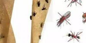 غزو الذباب يقتحم القاهرة والجيزة .. اللاصق القاتل الحل الأمن لشل حركته فورا