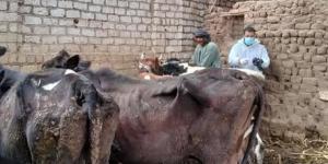 تحصين 186 ألف رأس ماشية ضد الحمى القلاعية بالمنيا