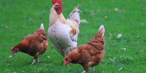 أسعار الفراخ البيضاء والساسو اليوم الأربعاء 22 أبريل 2026 في مصر