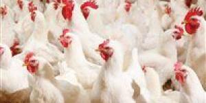 تحركات سوق الدواجن.. سعر الفراخ البيضاء اليوم