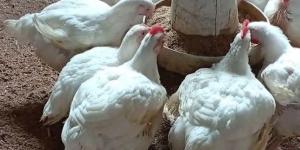 إرتفاع أسعار اللحوم والدواجن البيضاء اليوم الجمعة بالفيوم