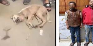 القبض على شابين تعديا على كلب حتى موته بالشرقية