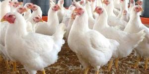 أسعار الفراخ البيضاء والبلدي اليوم السبت 25 إبريل 2026 للمستهلك