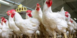 أسعار الدواجن اليوم الاثنين 27 أبريل 2026.. مفاجأة في سعر الفراخ البيضاء