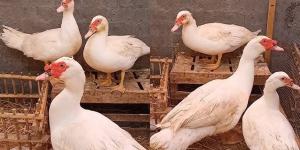 أسعار البط والكتاكيت في أسواق الغربية اليوم الأربعاء 29 أبريل 2026