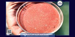 رصد ظاهرة الإطلاق الجماعي للأمشاج بالشعاب المرجانية بالبحر الأحمر