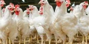سعر كيلو الفراخ اليوم الثلاثاء في السوق المحلي.. نشرة الدواجن