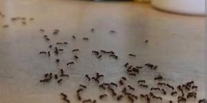 وصفات طبيعية و فعاله للقضاء على النمل في المنزل