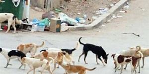 الرفق بالحيوان: الهند وتركيا تواجهان نفس التحديات في الكلاب الضالة