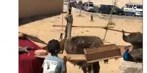جنينة حيوانات مصغرة.. "النعامة والطاووس" يخطفون أنظار الأطفال بسوق الجمعة «فيديو»