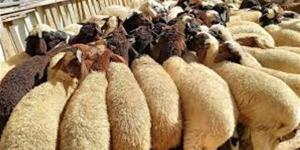الزراعة: رقابة صارمة على مستوى الجمهورية للتأكد من سلامة الأضاحي