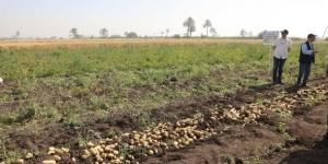 سكرتير عام المنيا يتابع انطلاق موسم حصاد البطاطس بمطاى