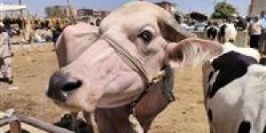 كيف تُقسَّم الأضحية؟.. أمين الفتوى يجيب