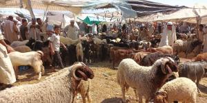 خطوات حجز الأضاحي استعدادًا لعيد الأضحى 2026