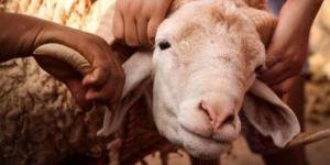"الإفتاء": يجوز ذبح الأضحية وتوزيعها خارج بلد المضحي تحقيقًا لمصلحة الفقراء