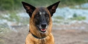 ريدلي سكوت يعود للخيال العلمي بـ The Dog Stars.. ولندن تستضيف العرض الأول
