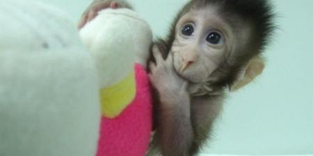 علماء
      صينيون
      عن
      القرد
      المستنسخ
      ..
      "
      لسه
      بيتنطط
      "