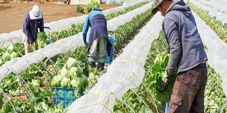 تقلص
      الأراضي
      الصالحة
      للزراعة
      في
      كوريا
      الجنوبية
      للعام
      الحادي
      عشر
      على
      التوالي