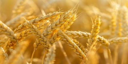 "الزراعة"
      تطلق
      خدمة
      حصاد
      القمح
      المجاني
      لصغار
      المزارعين