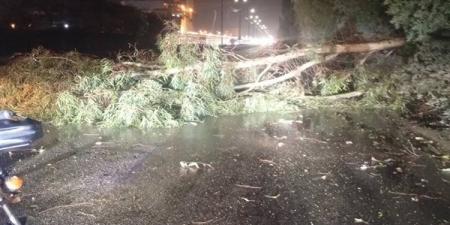 القليوبية تواجه موجة الطقس السيئ| سقوط شجرة على طريق بنها ورفع حالة الاستعداد القصوى