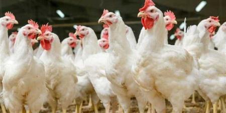 سعر الفراخ اليوم الخميس في الأسواق المصرية وفق بورصة الدواجن