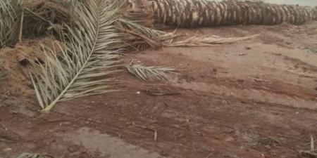 سقوط أشجار وأعمدة إنارة بالشرقية إثر تقلبات جوية مفاجئة