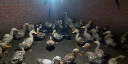 أسعار البط اليوم الجمعة 3 أبريل 2026 بالغربية