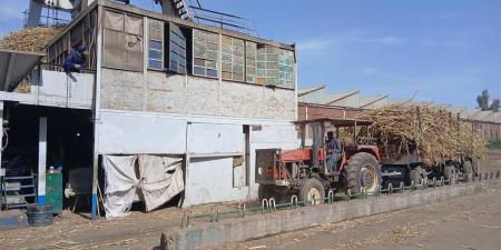 صرف المستحقات وسعر الطن وفوائد البنك الزراعى.. أزمات تلاحق مزارعي القصب بقنا