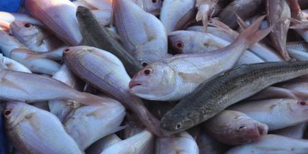 أسعار الأسماك بسوق الغردقة اليوم الاثنين 6 أبريل 2026