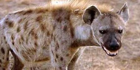 حكم الشرع في أكل الضبع