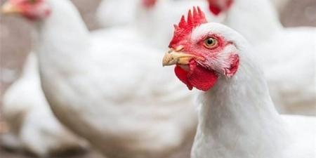 أسعار الفراخ البيضاء والحمراء وبيض المائدة بمحافظة البحيرة اليوم 