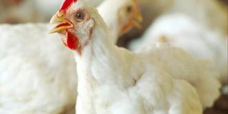 أسعار الدواجن اليوم في الوادي الجديد الثلاثاء 7 أبريل 2026